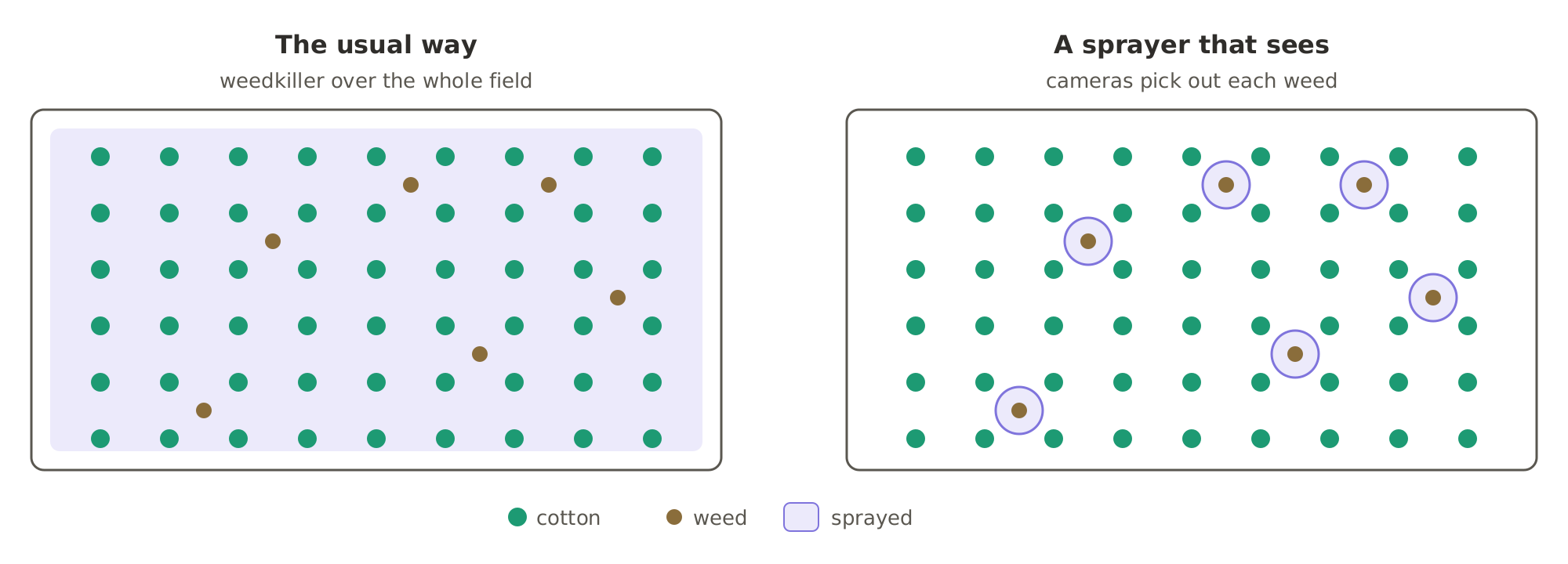 Spraying the field, or only the weed: the usual way covers the whole field with weedkiller, while a sprayer that sees uses cameras to pick out each weed and sprays only that weed.