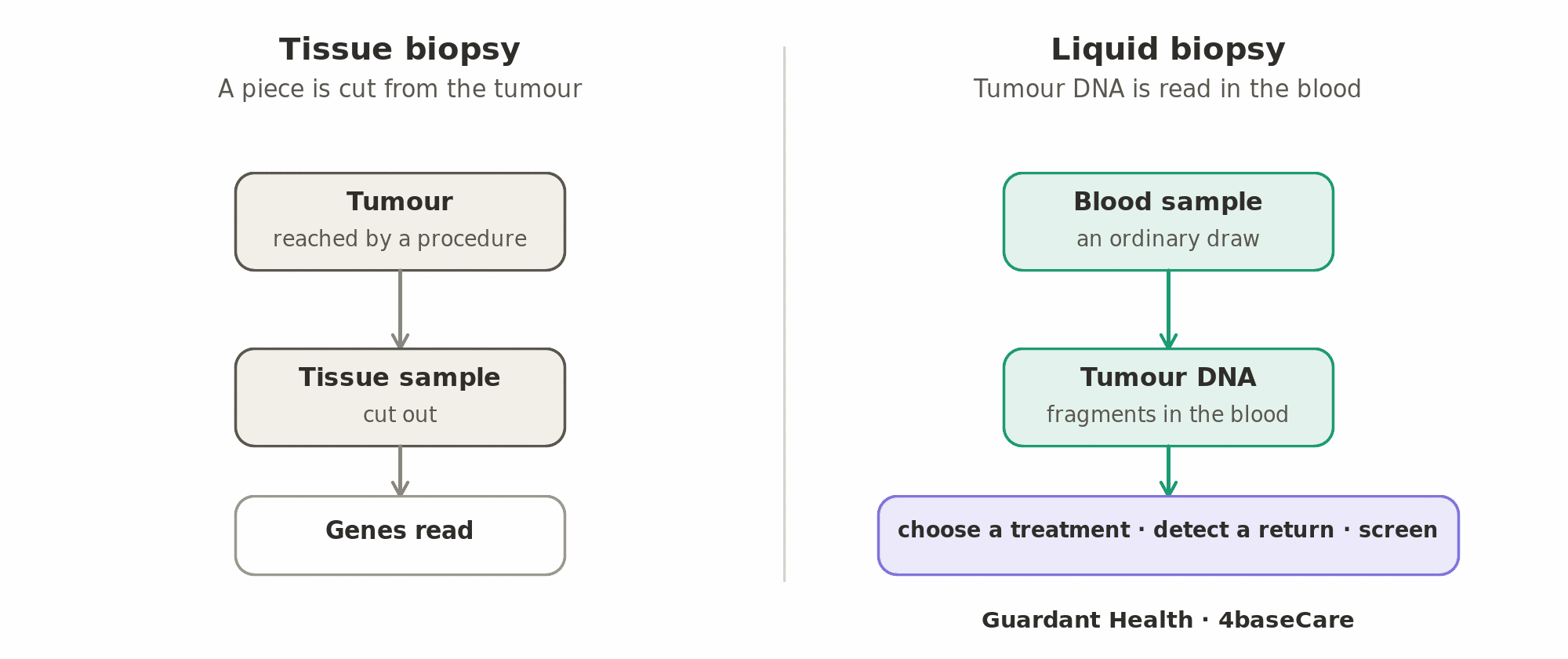 A tissue biopsy reads a cancer's genes from a piece cut out of the tumour; a liquid biopsy reads fragments of tumour DNA in an ordinary blood sample, to choose a treatment, detect a cancer that has come back, or screen people with no symptoms (Guardant Health, 4baseCare).