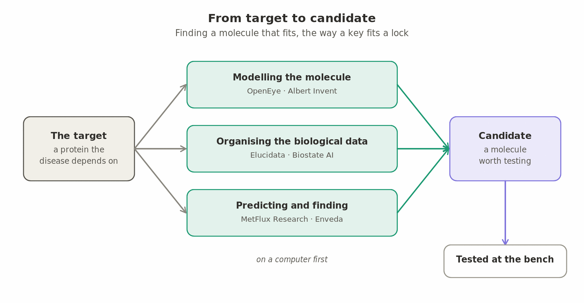 Discovery starts from a target, a protein the disease depends on, and looks for a molecule that fits it the way a key fits a lock: software models the molecule (OpenEye, Albert Invent), platforms organise the biological data (Elucidata, Biostate AI), and models predict and find candidates (MetFlux Research, Enveda), before anything is tested at the bench.